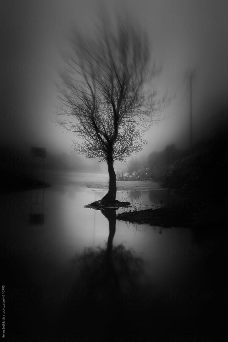 Lone Tree on a Foggy Day