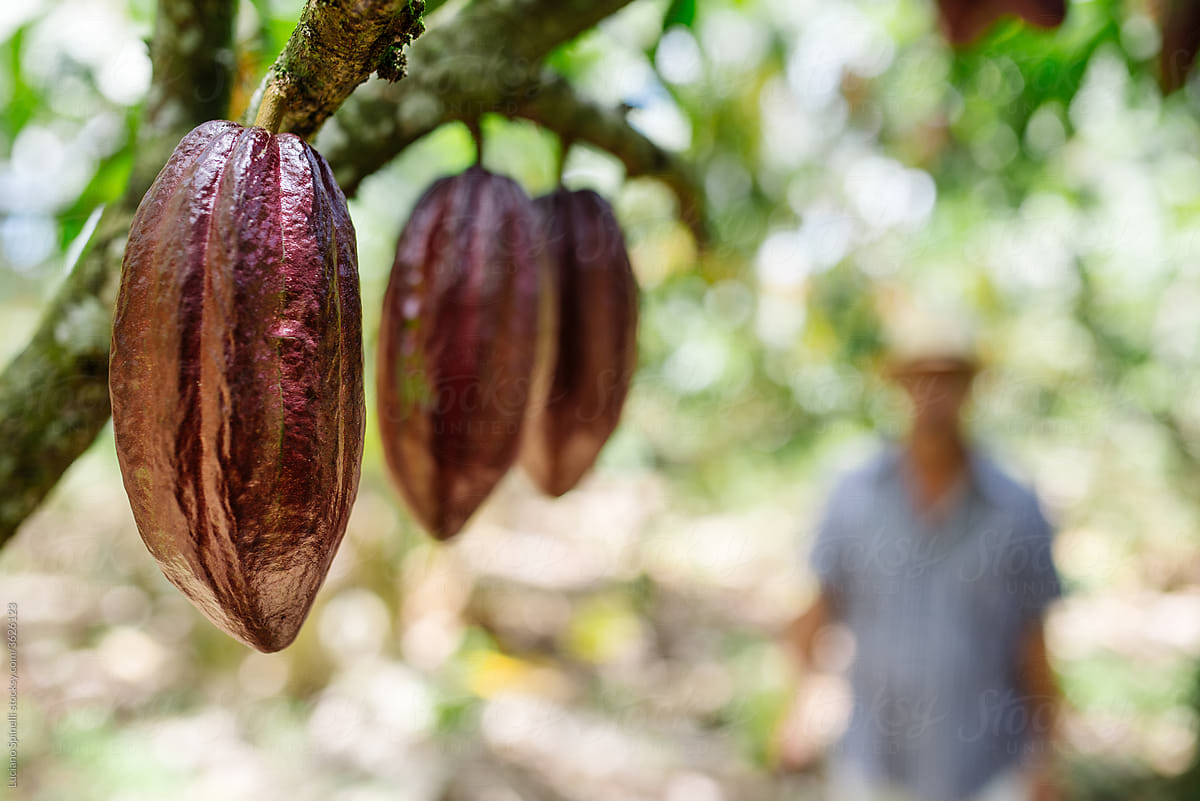 Fresh cocoa fruit in it\'s tree and the silhouette of a farmer