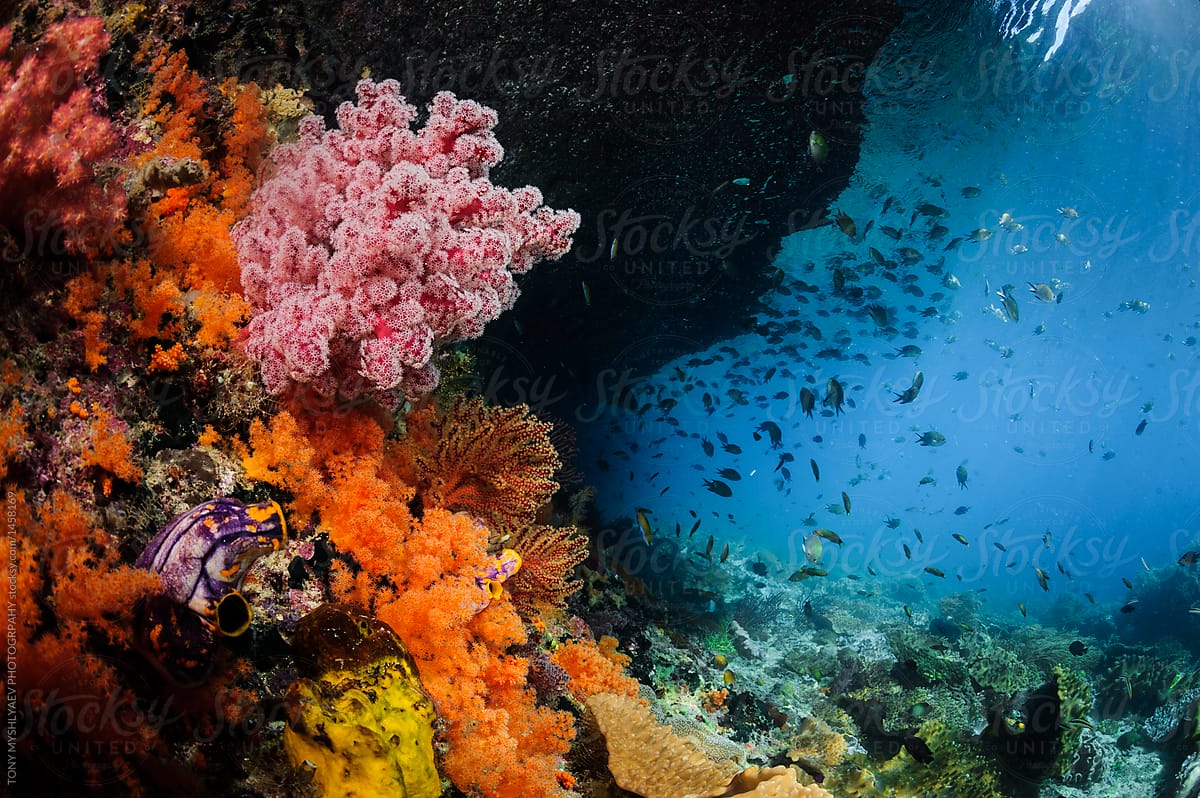 Colourful Soft Coral 4
