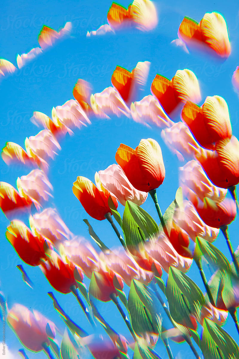Kaleidoscope Tulips over blue sky