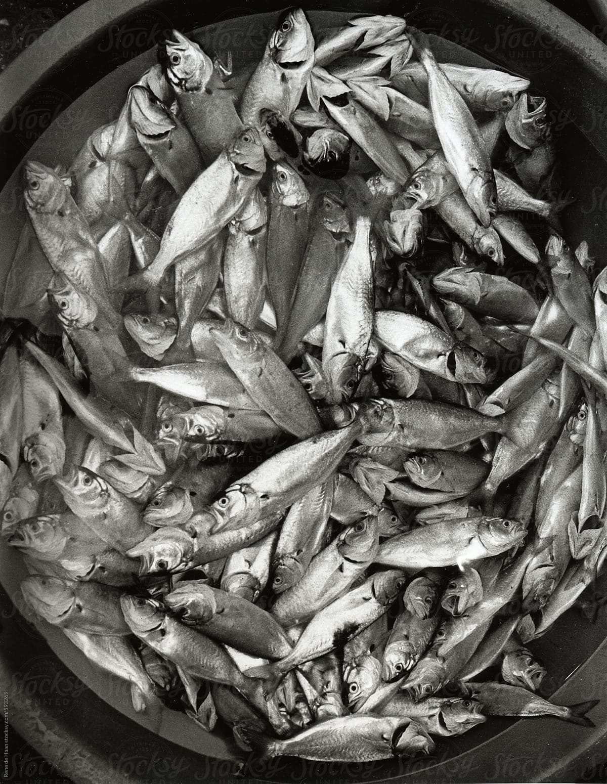 Bucket Full Of Small Fish by Stocksy Contributor Rene De Haan - Stocksy