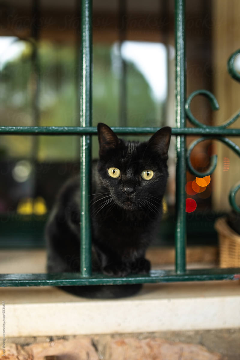 portrait of black cat sitting in the window of a house
