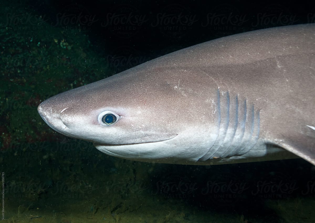 Smiling Bluntnose Sixgill Shark swimming up from the depths by ...