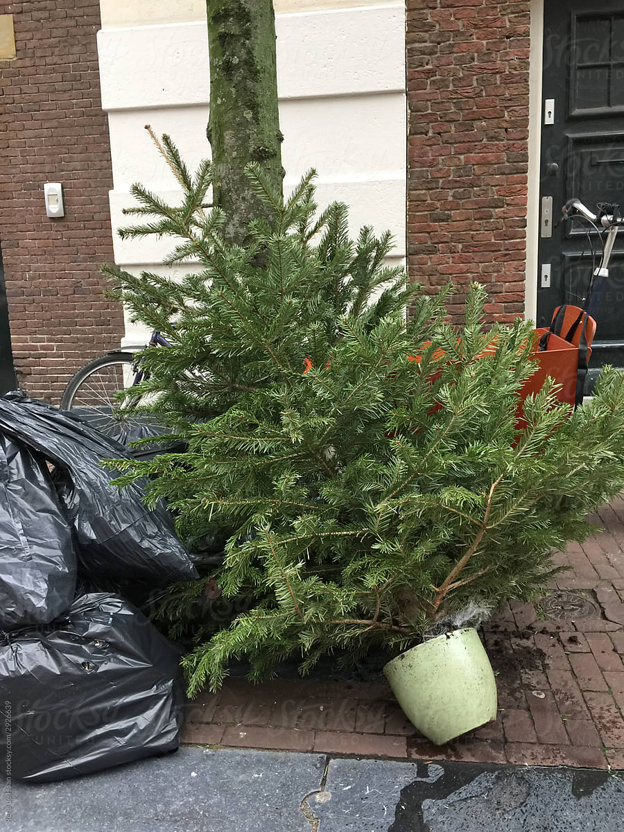 disposed of christmas tree on street