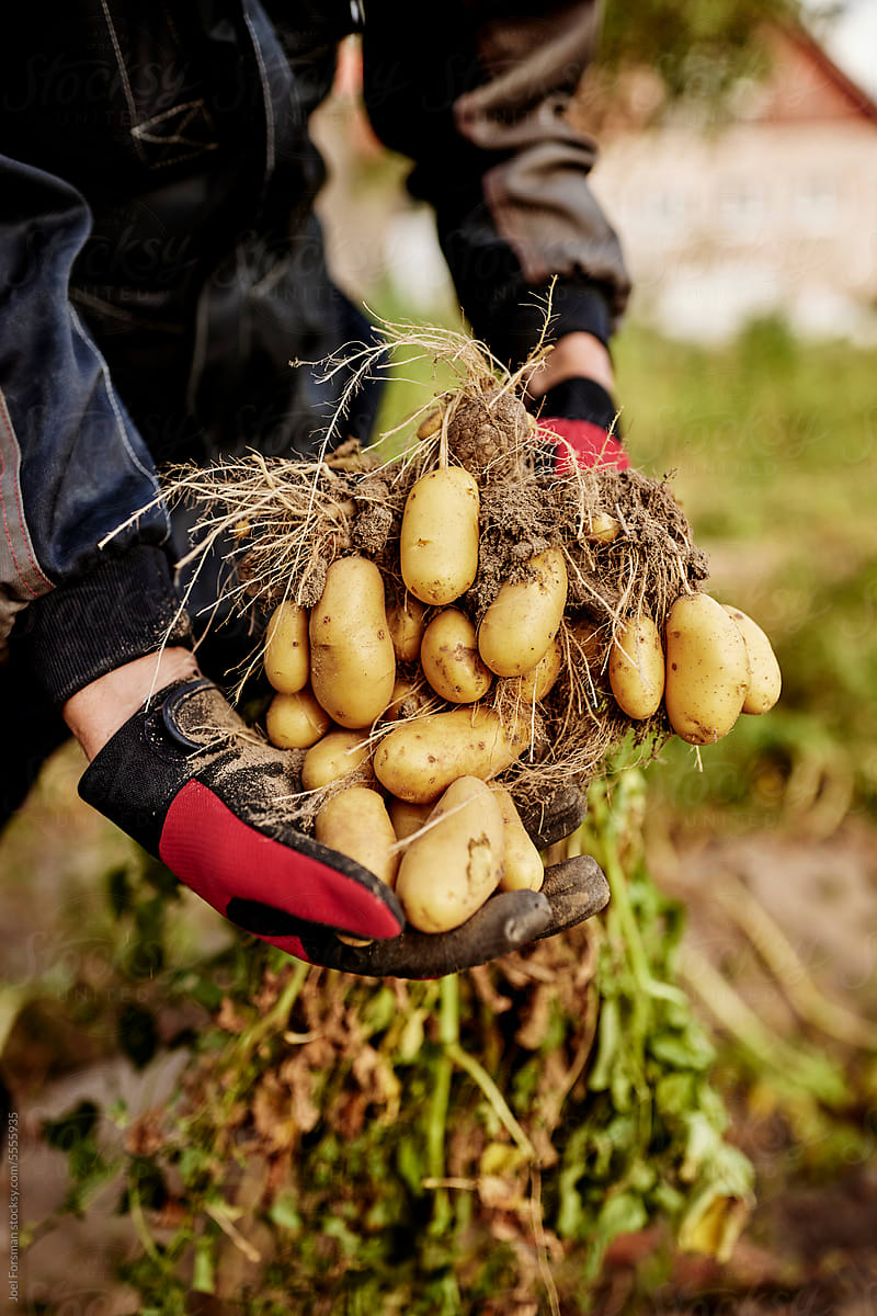 hands holding potatoes from ground