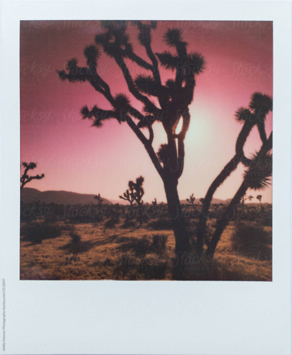 Joshua Tree at Sunset