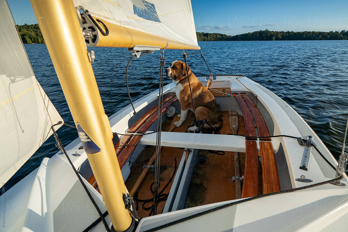 Large Brown Dog Sailing in Small Sailboat