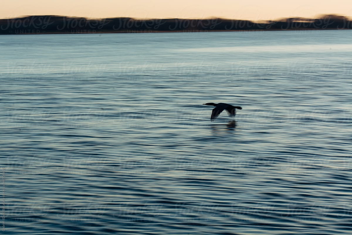 Bird flying on a lake's surface