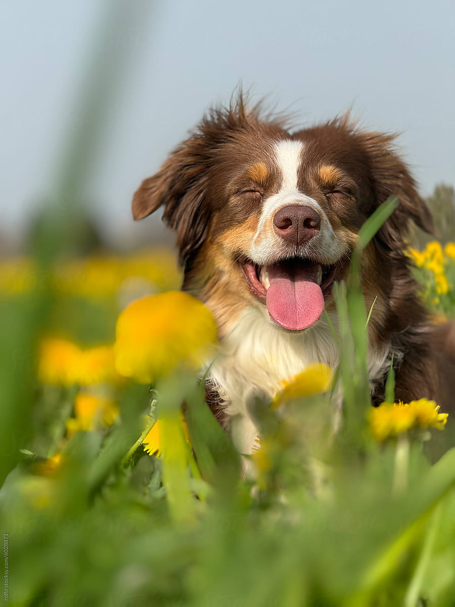 A brown and white dog is smiling and panting in a field o