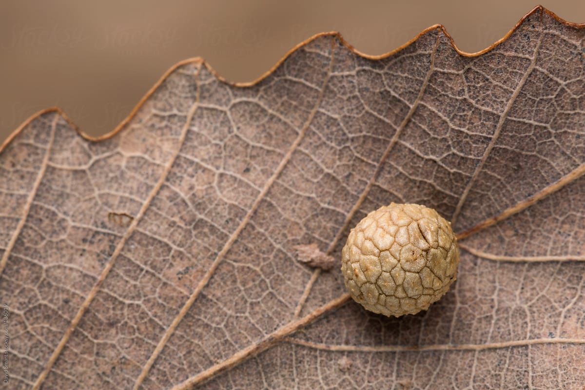 Spherical shaped insect gall on Oak leaf