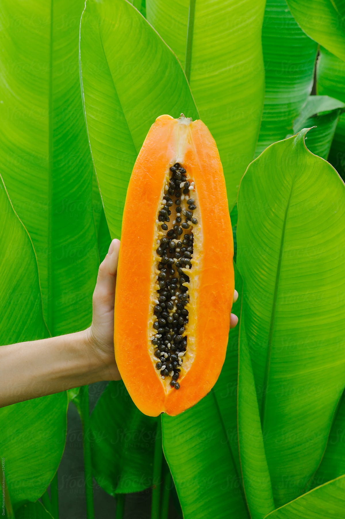 Hand holding the papaya