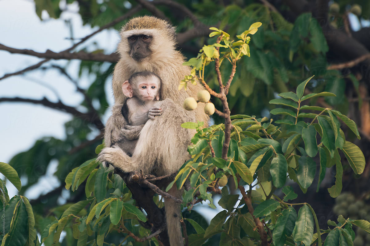 Mother with baby monkey in tree