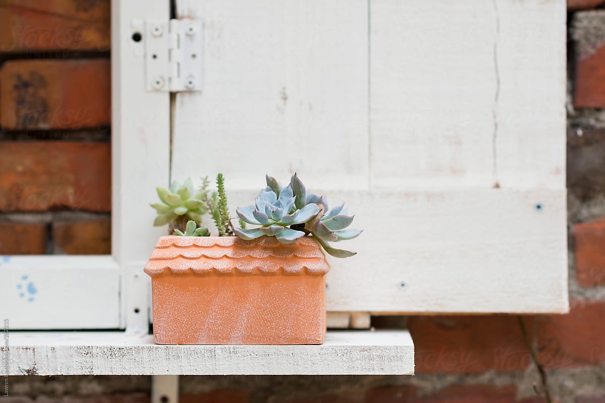 Succulent plant on white wooden window-like shelf in front of brick wall