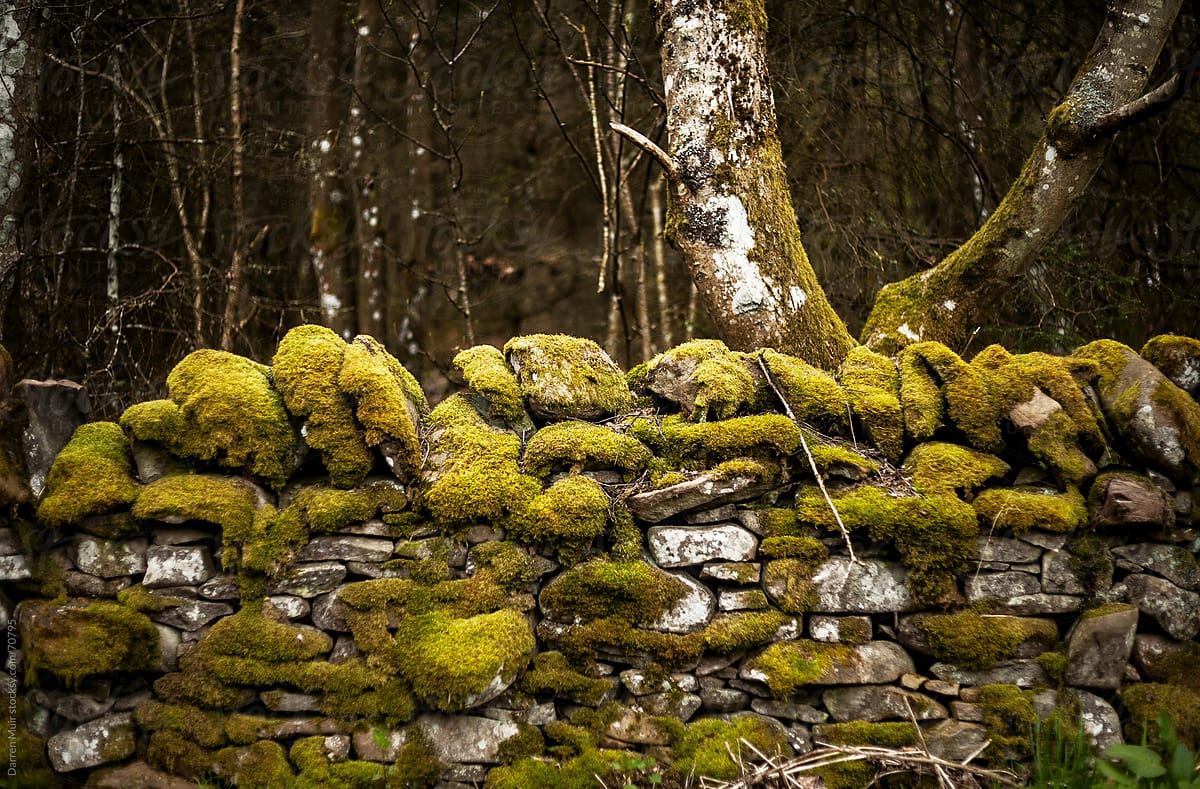 Dry stone wall.Scotland.