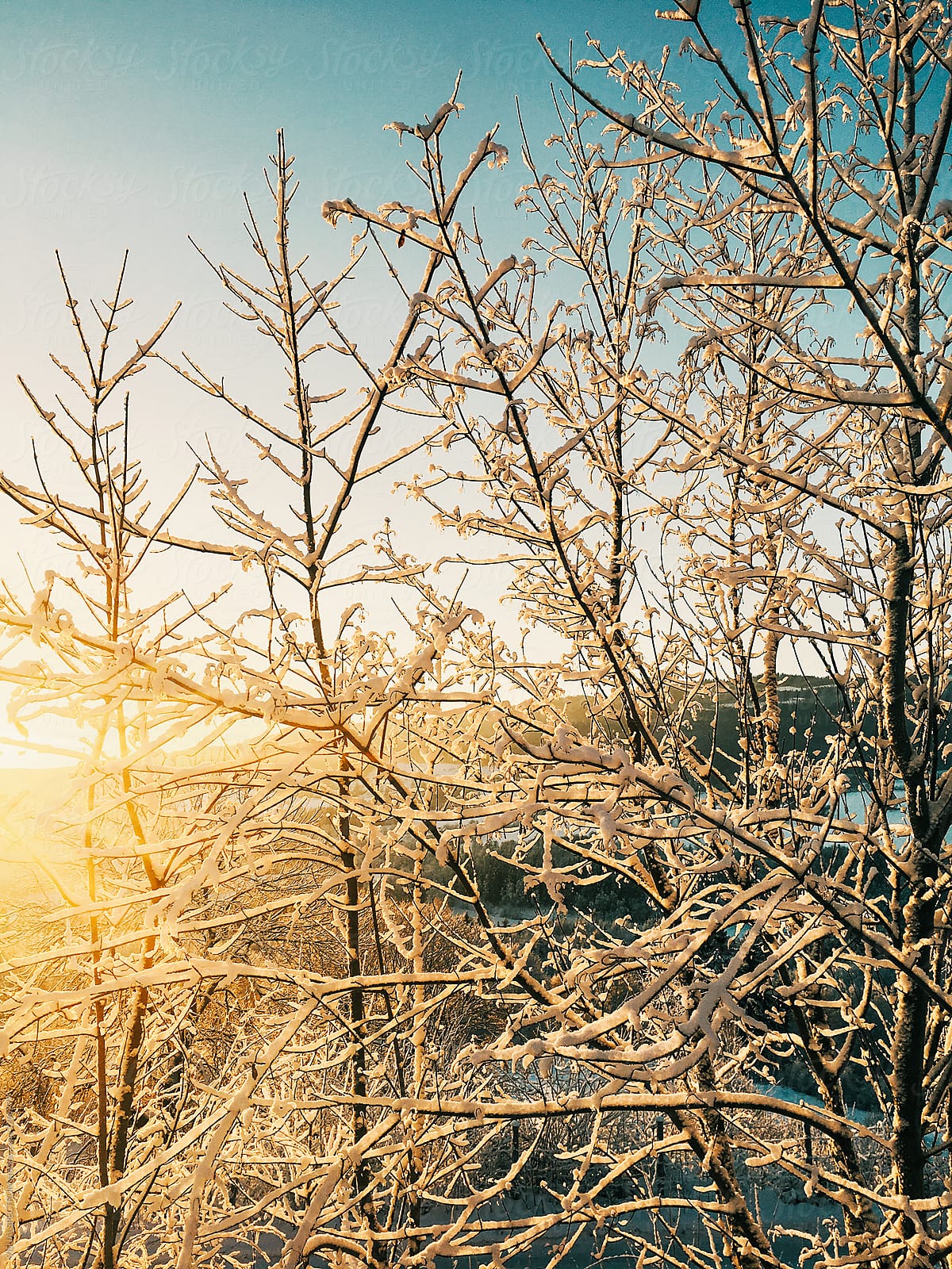 Wintertime - Closeup of Fresh Powder Snow on Tree Branches