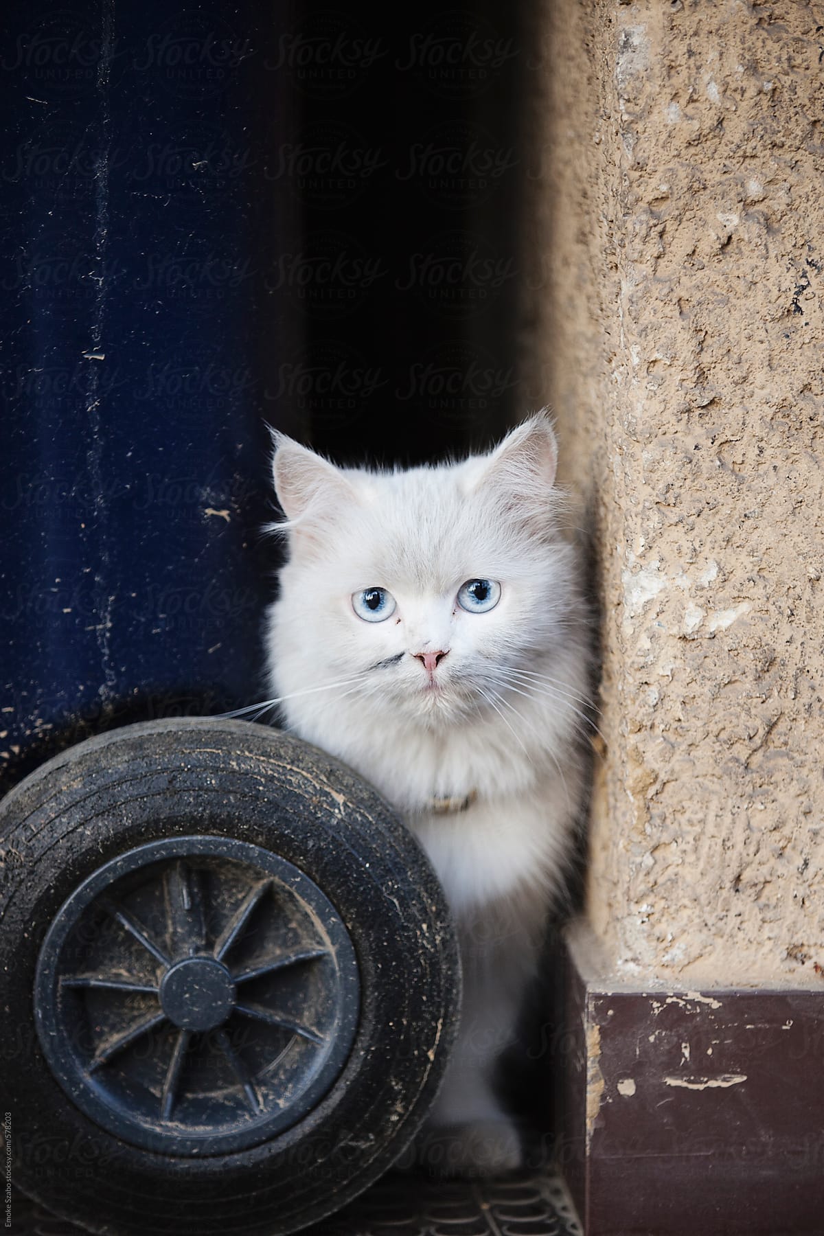 White fluffy cat with blue eyes