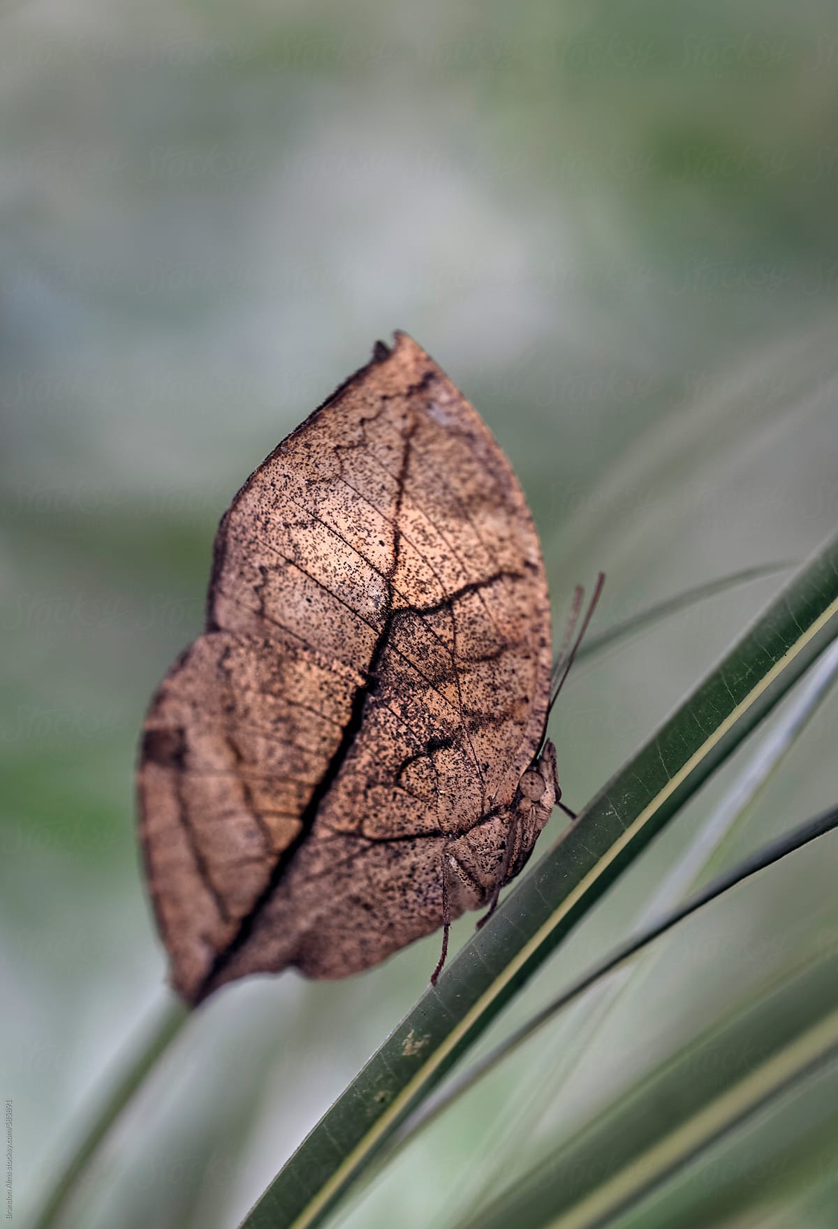 Dead Leaf Butterfly Macro
