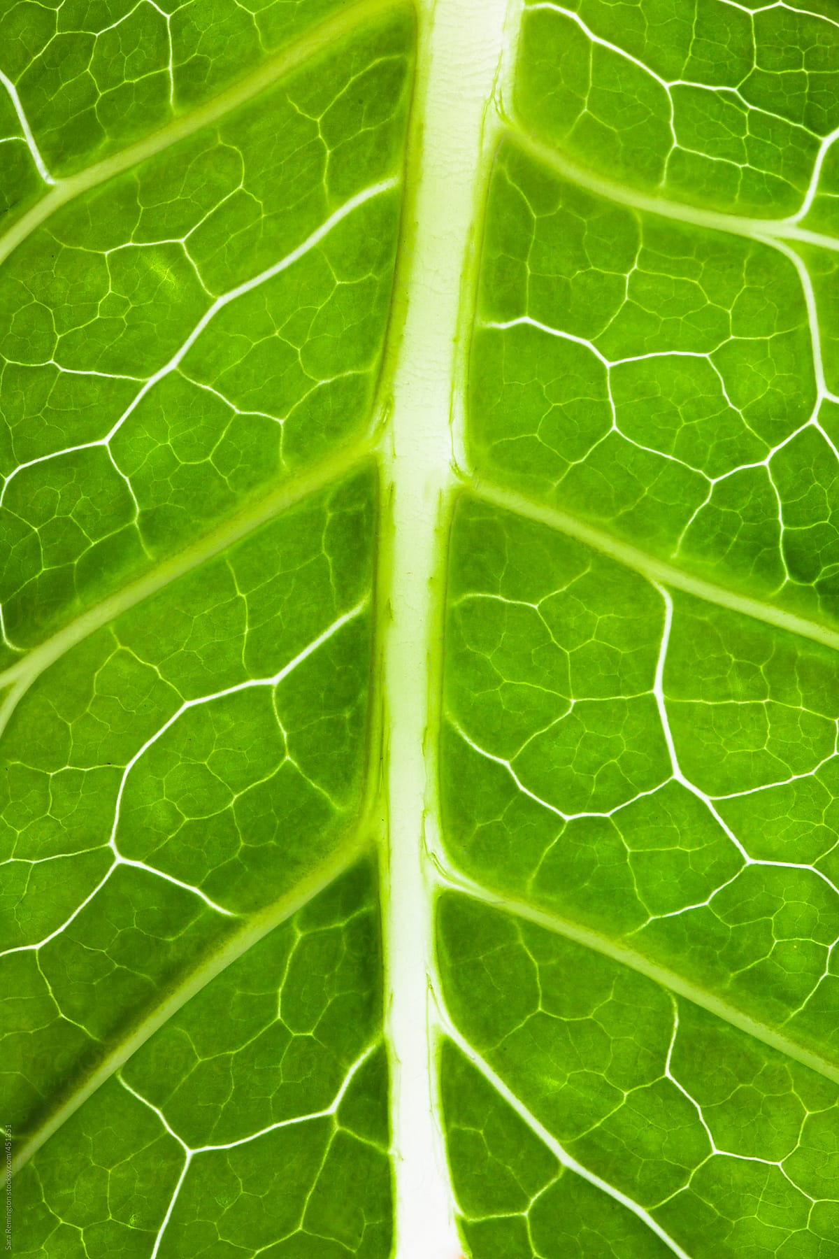 Organic Green Lettuce Leaf