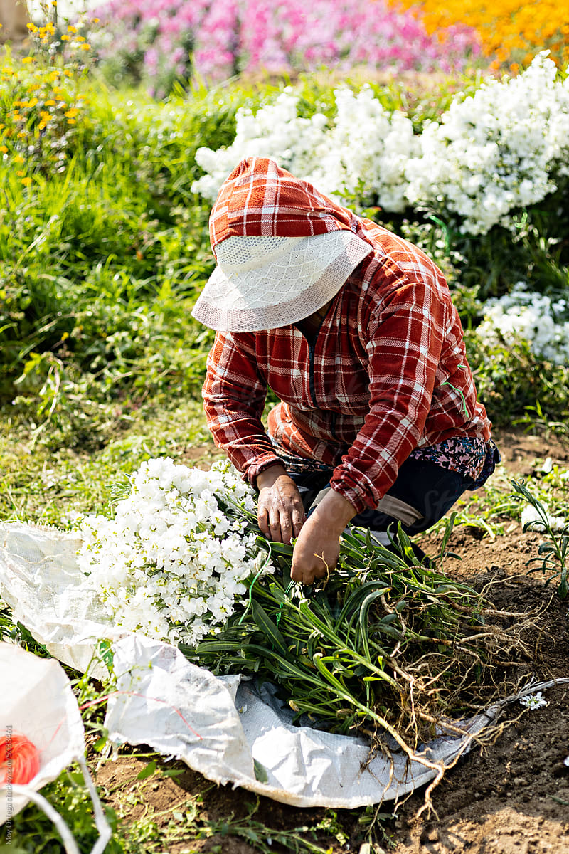 Anonymous female person arranging bunches of white flowers