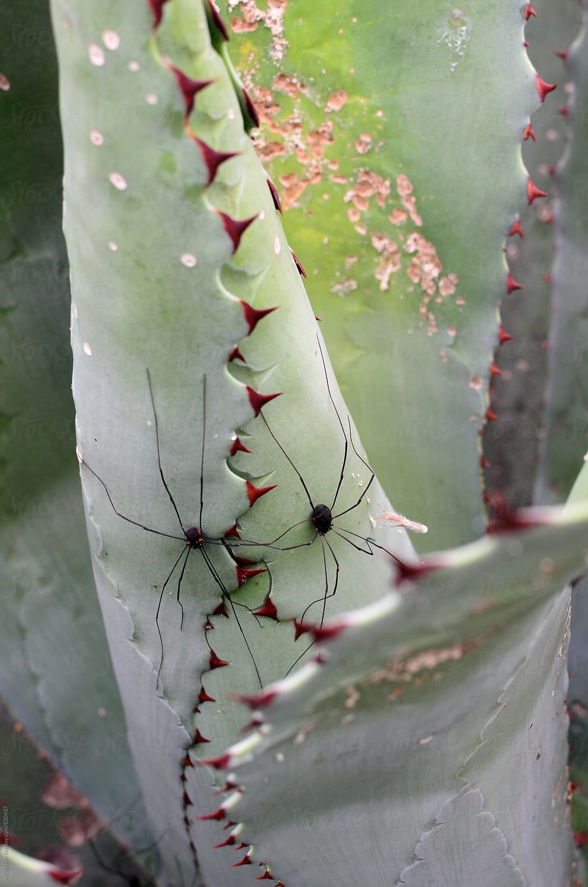 Two black spiders with red dots and very long legs in between agave leaves