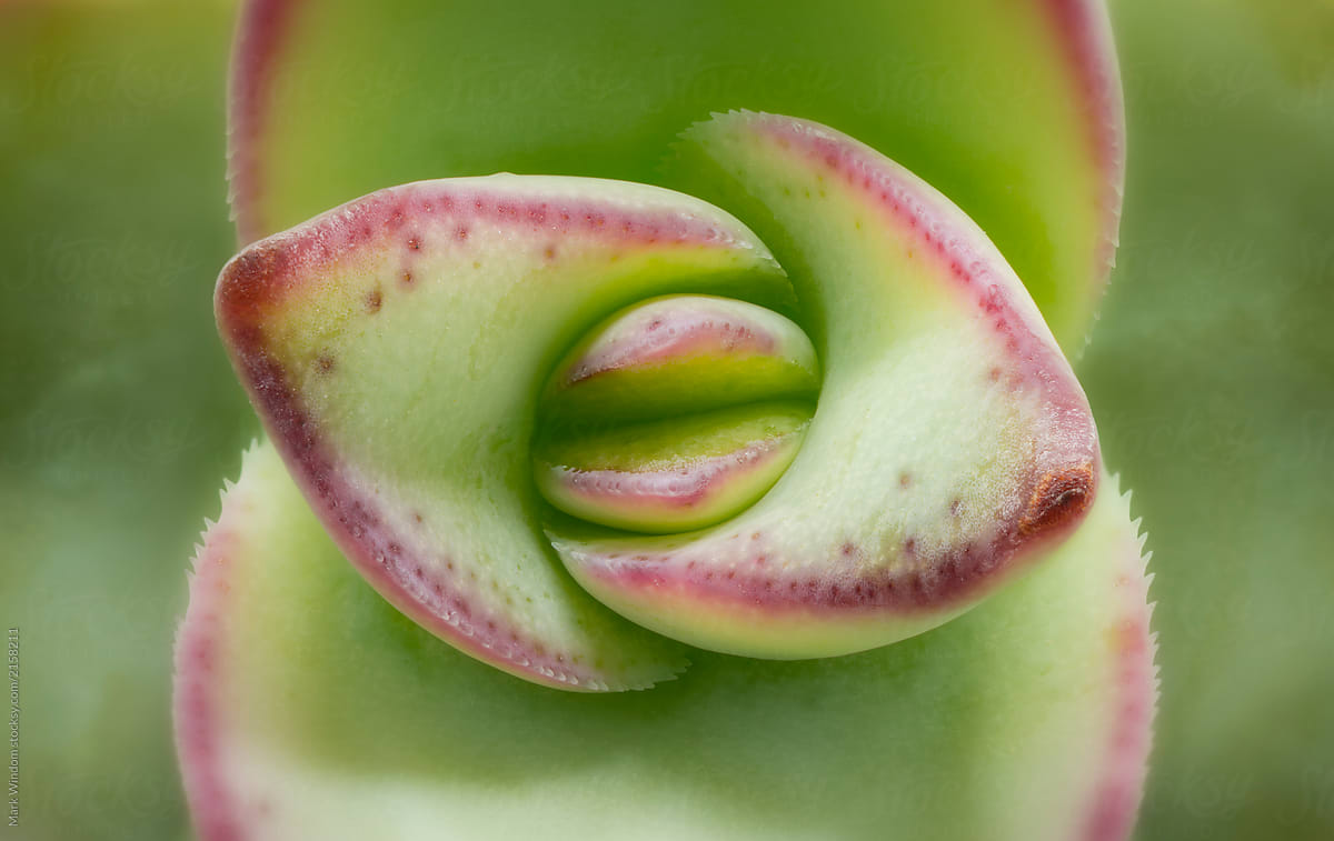 Succulent, close up