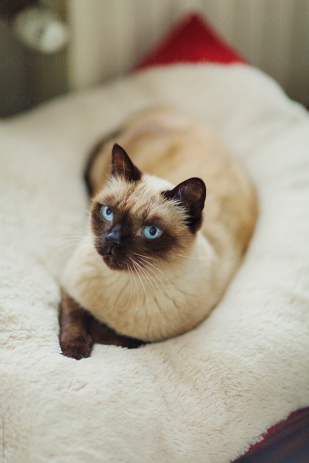 adult siamese cats
