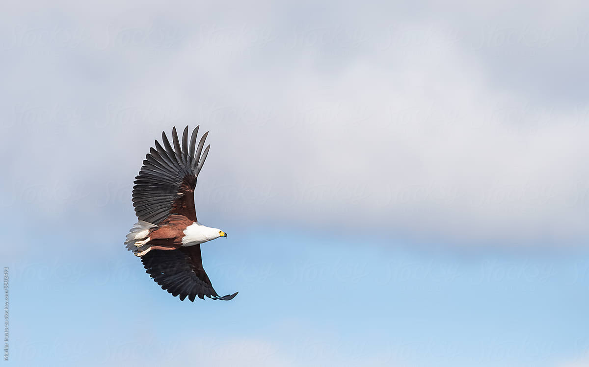 African Fish Eagle In Flight Over A Blue Sky