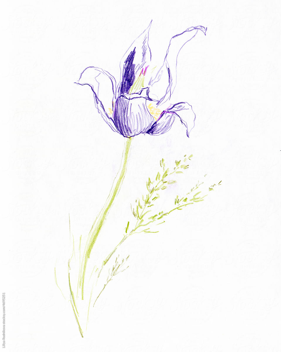 Violet flower illustration on white background