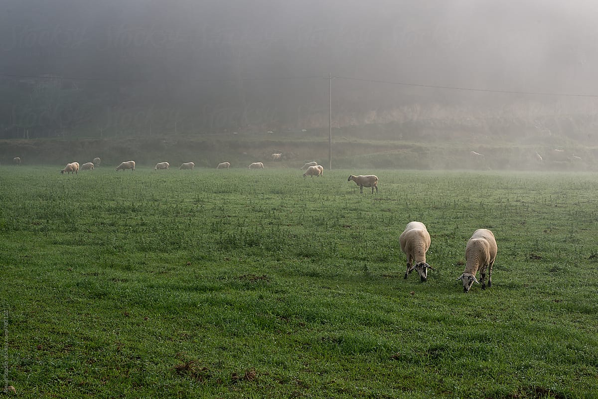 A flock of sheep grazing in a field on a foggy day, Catalonia
