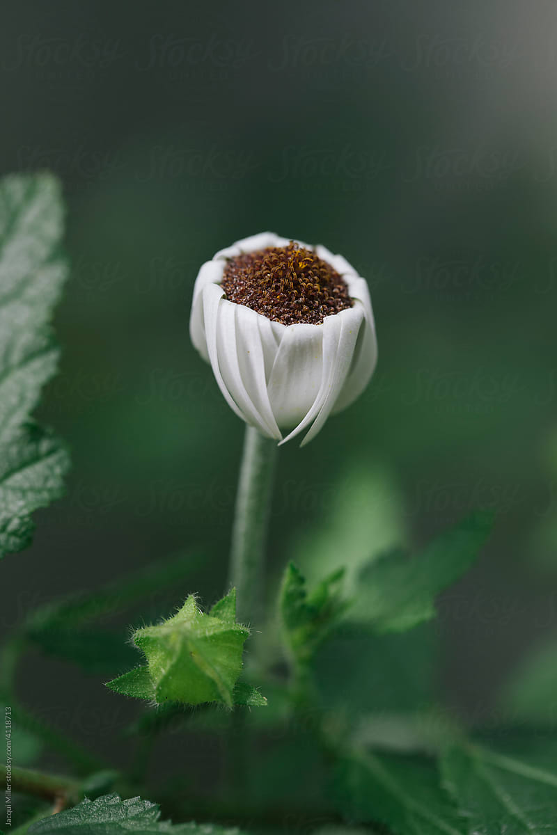 Graceful white flower with lowered petals