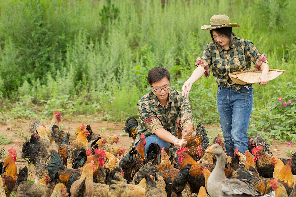 Two farmers feeding chicken