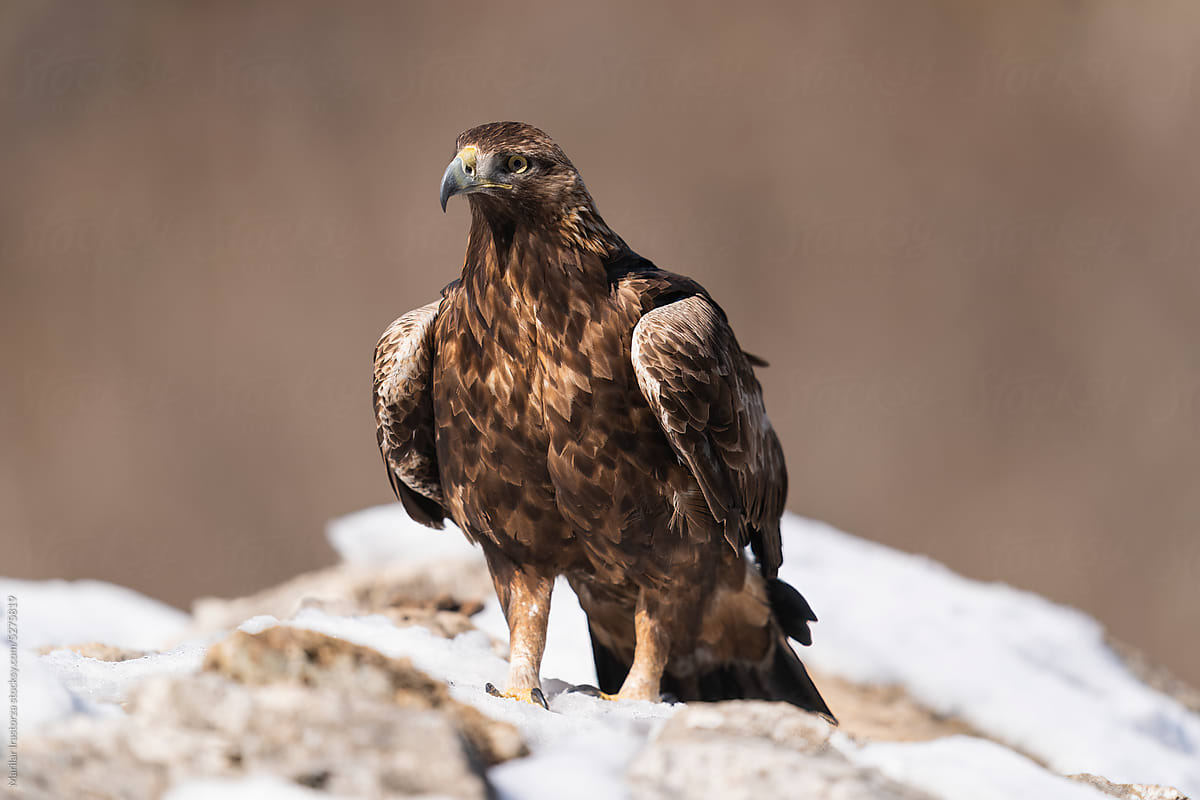 Golden Eagle In The Wild Mountains of León, Northern Spain