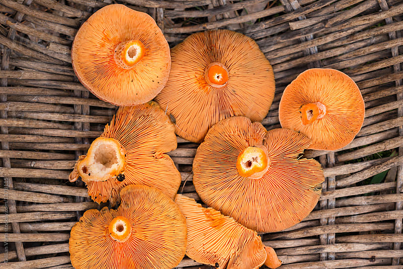 freshly harvested pine mushrooms in a rustic french basket