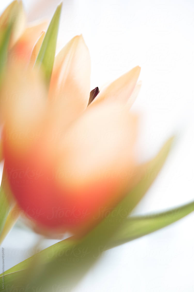 Blurry artistic portrait of coral tulips. Only the pistil is in focus.