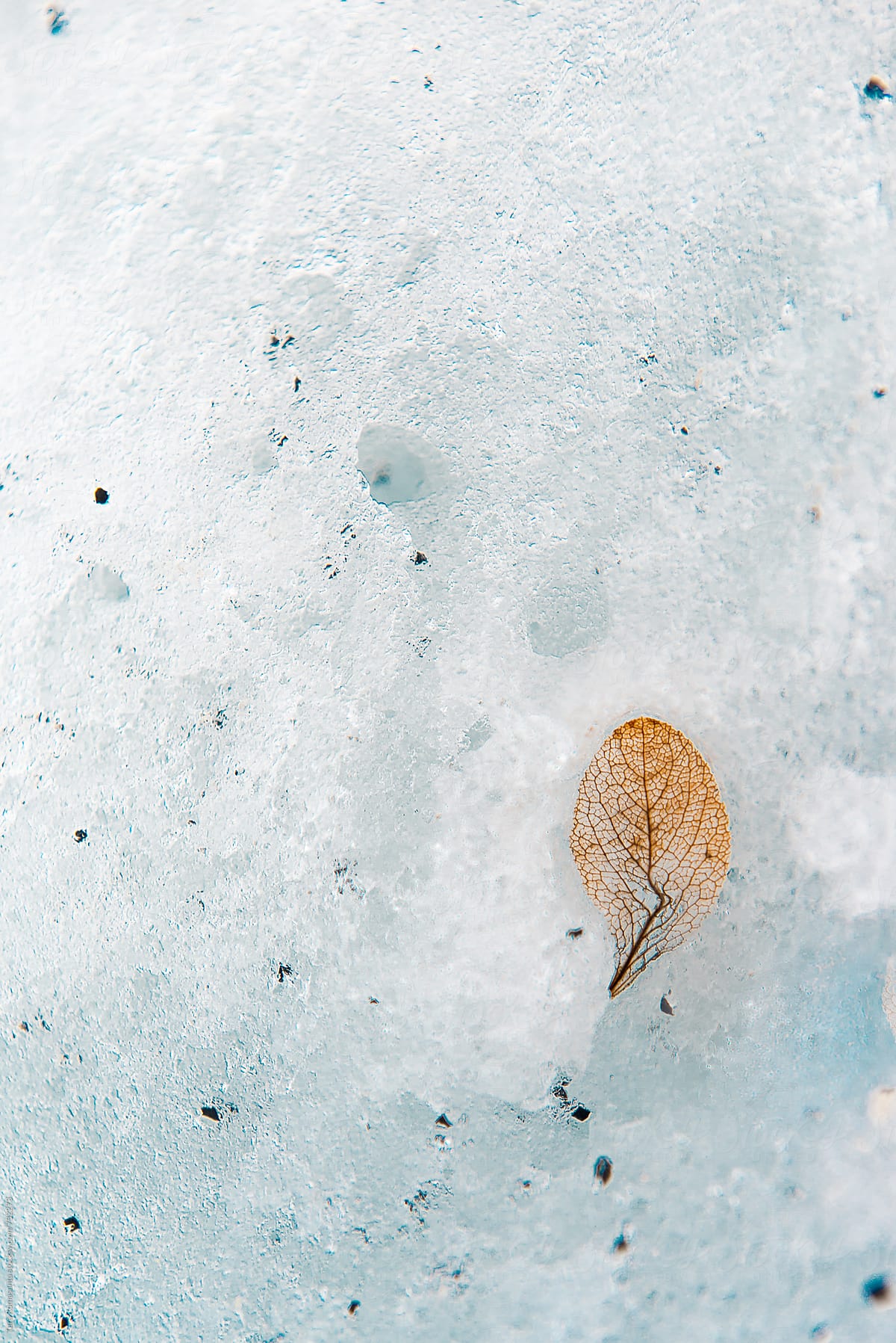 leaf skeleton in the snow
