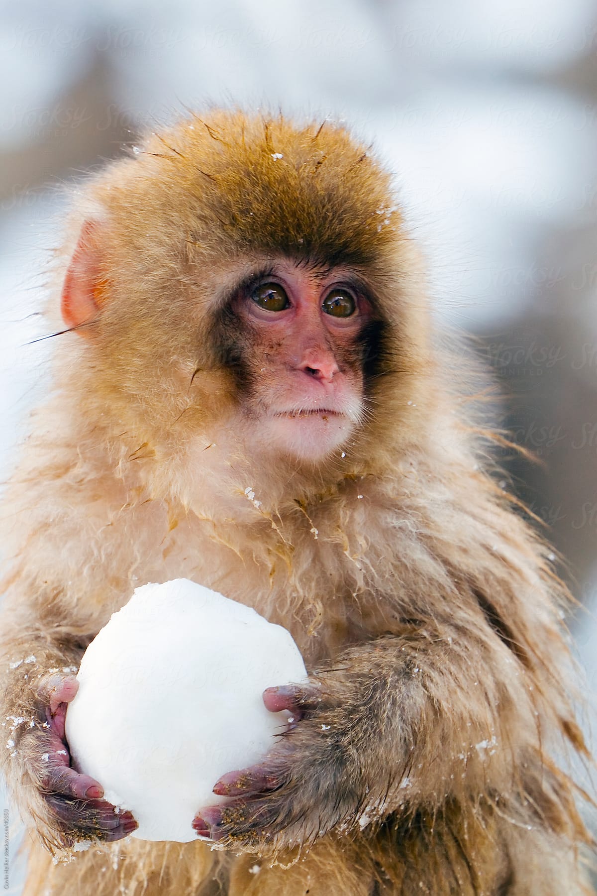 Young Japanese macaque (Macaca fuscata) / Snow monkey, Joshin-etsu National Park, Honshu, Japan