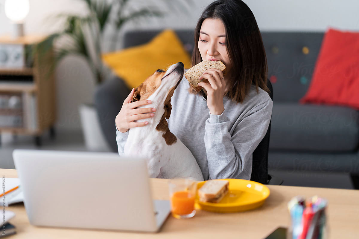 Asian female freelancer eating sandwich and petting dog