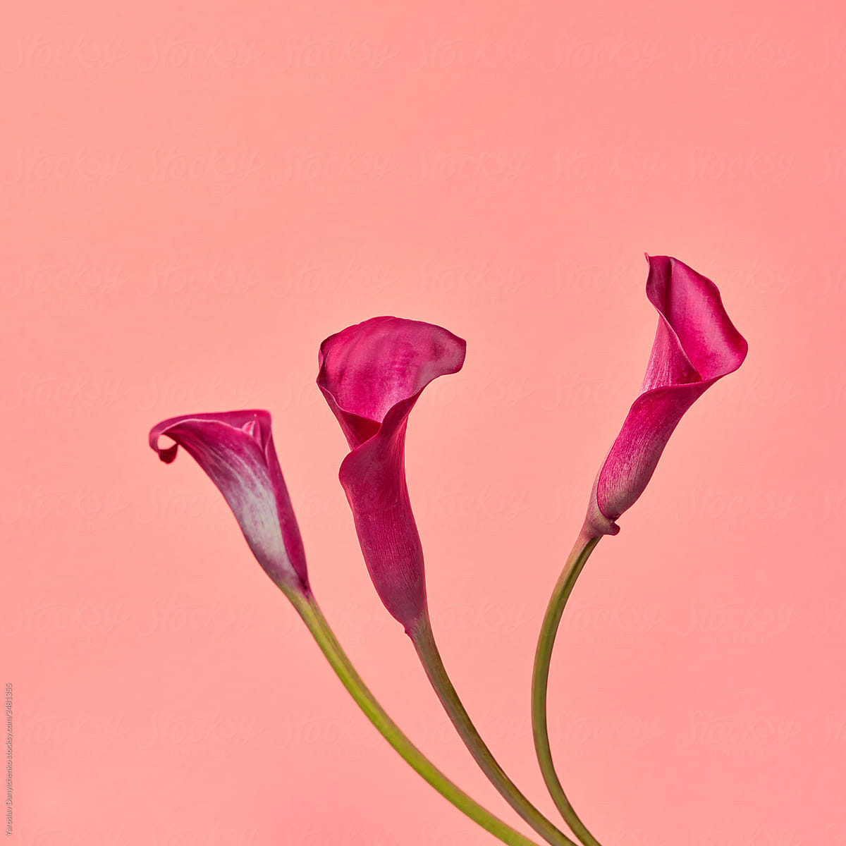 Composition from exotic flowers Zantedeschia presented on a pink background with copy space. Postcard