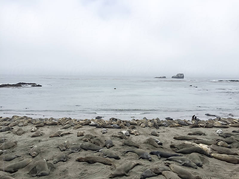Sea lions beached on the shore