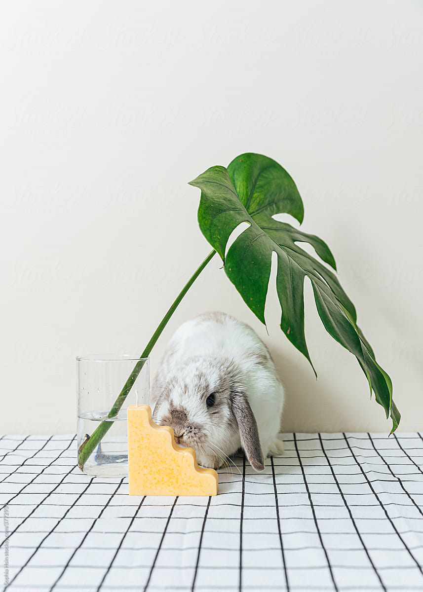 Cute rabbit with a monstera leaf and cute candle