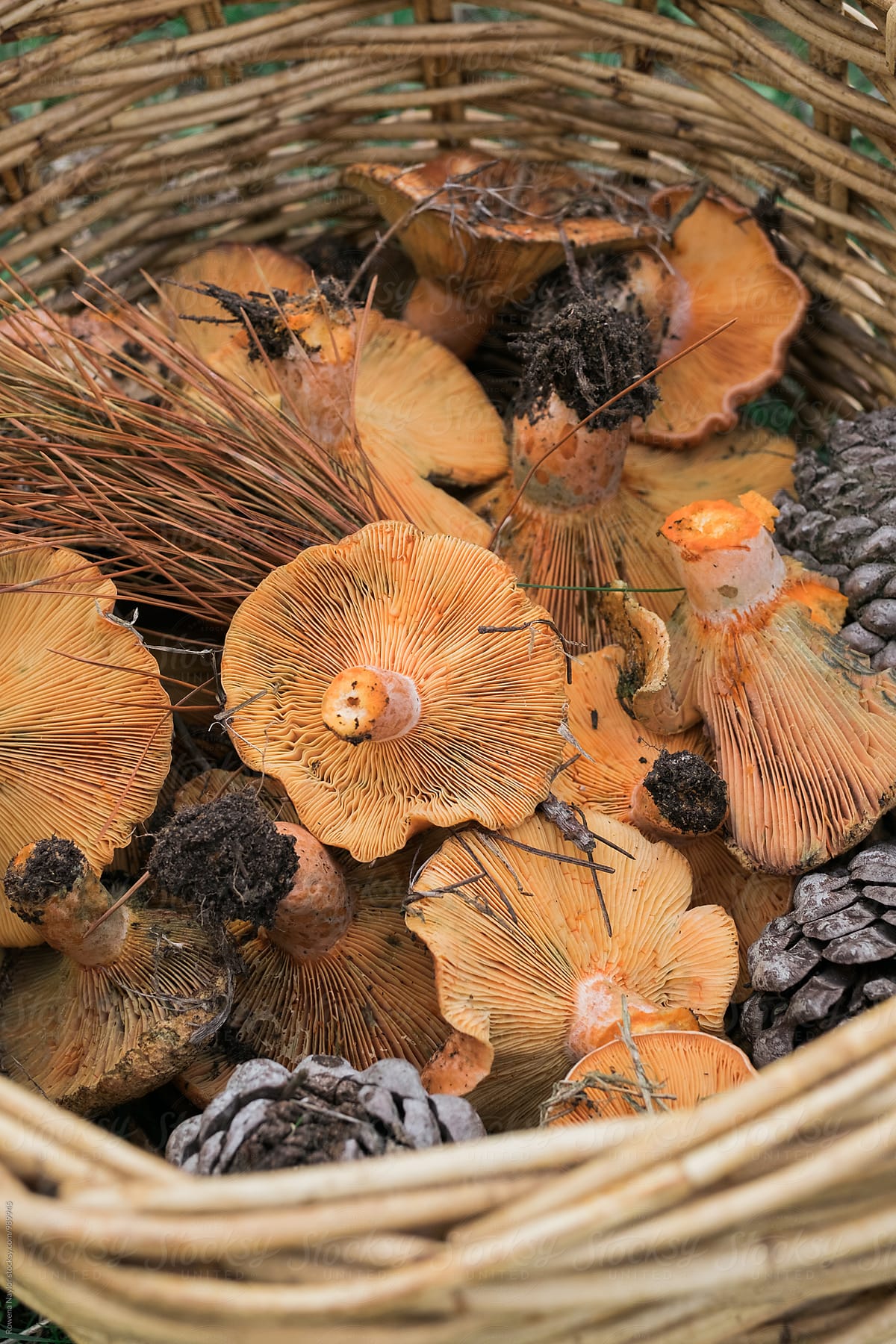 Foraged Pine Mushrooms