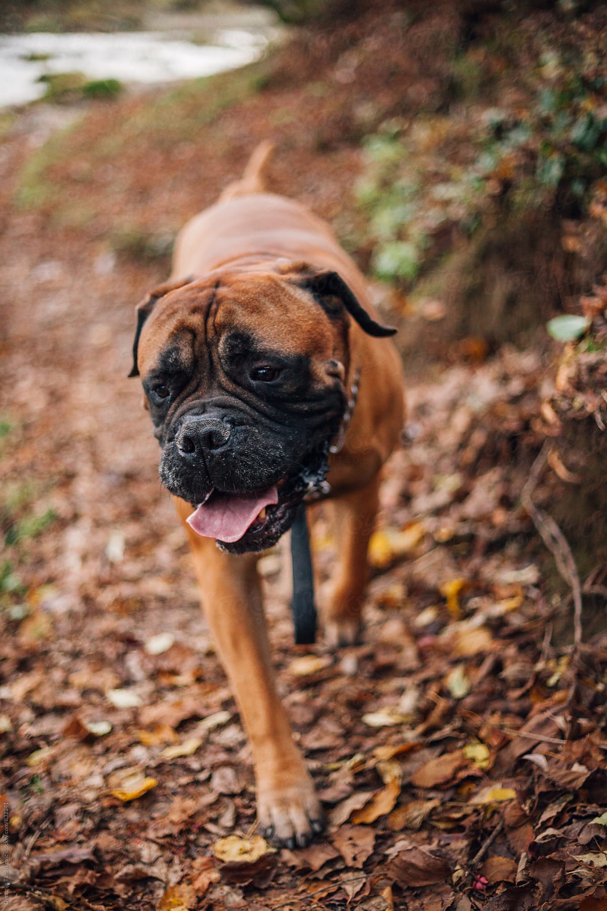 Adult bull mastiff in the forest