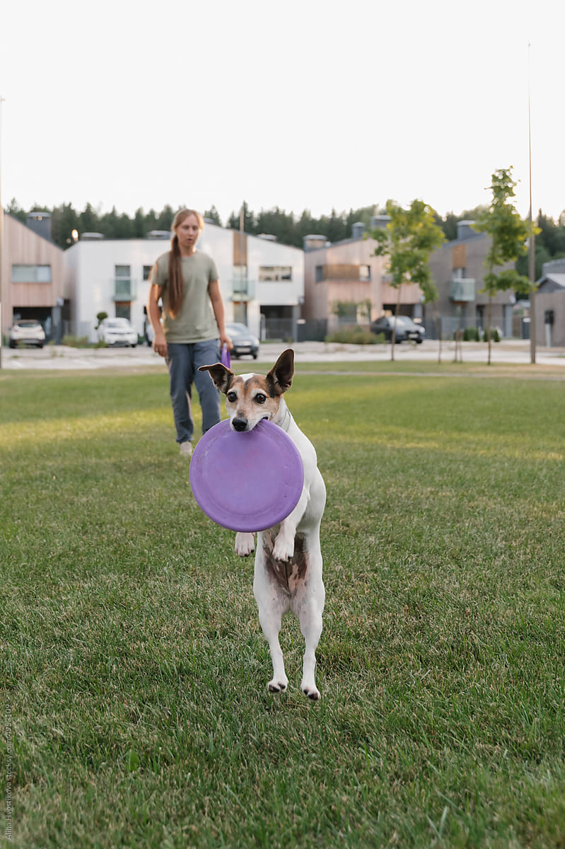 Small dog with flying disc