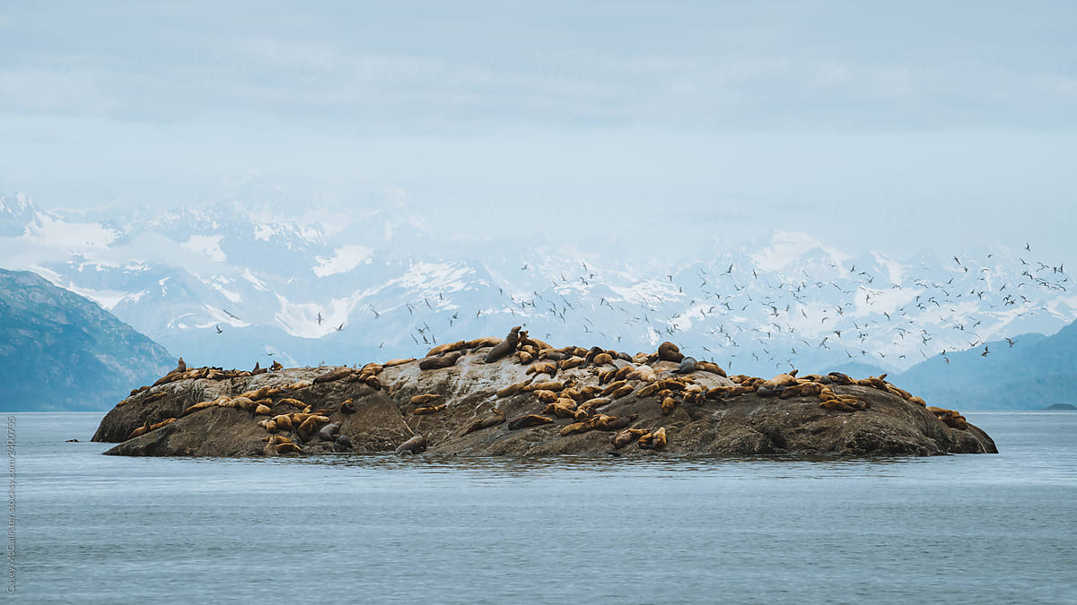 Alaska Island for Seals