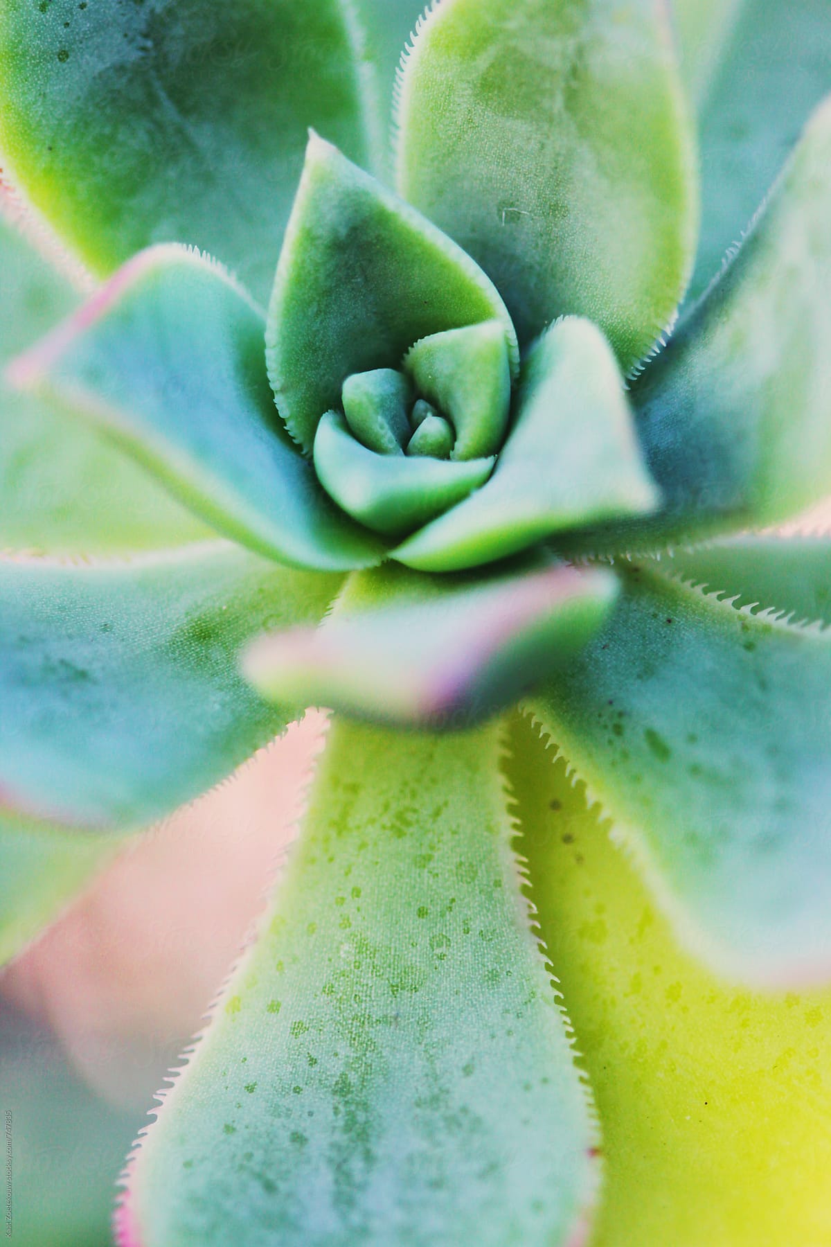 Closeup of a colorful succulent