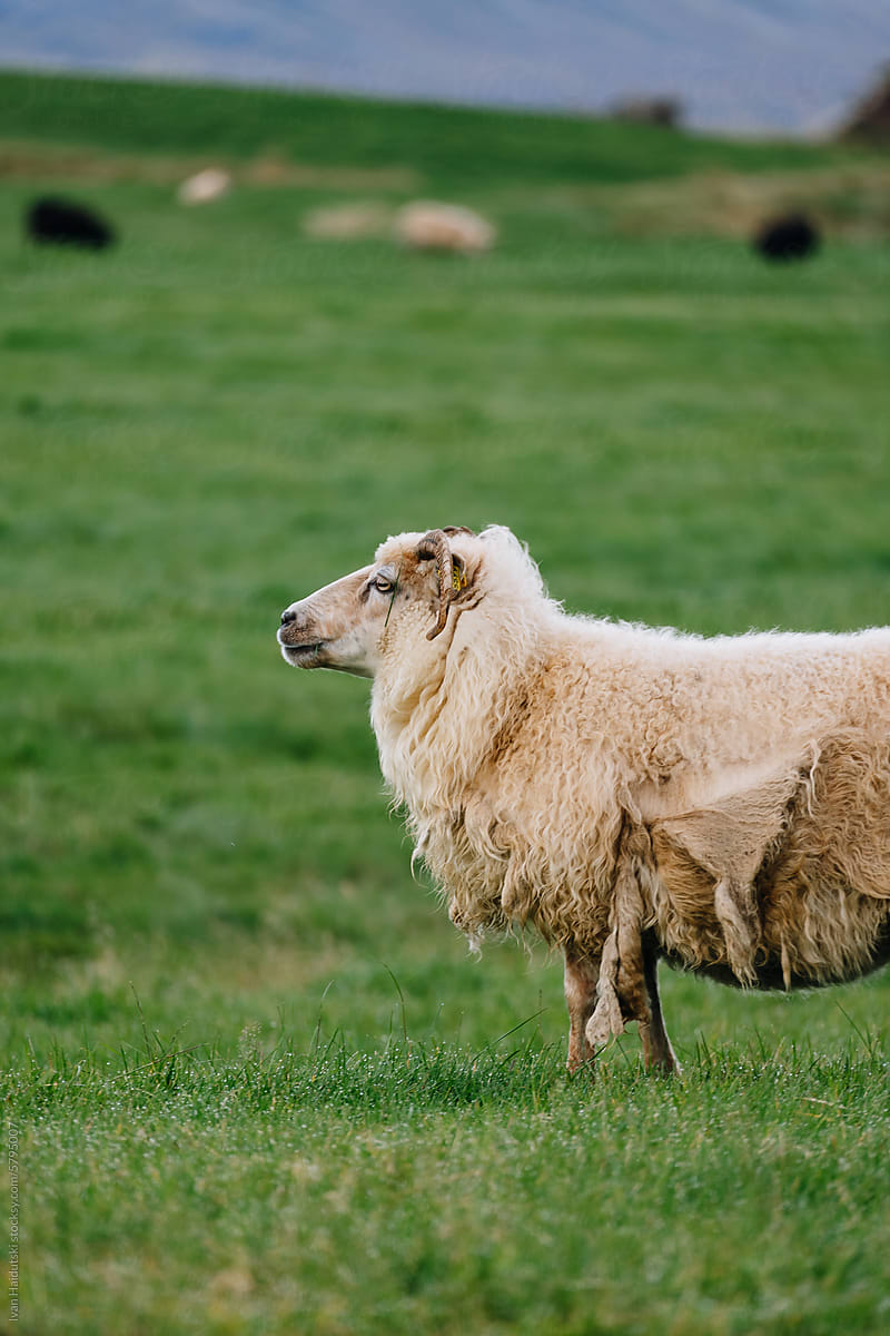 Side view of white sheep grazing
