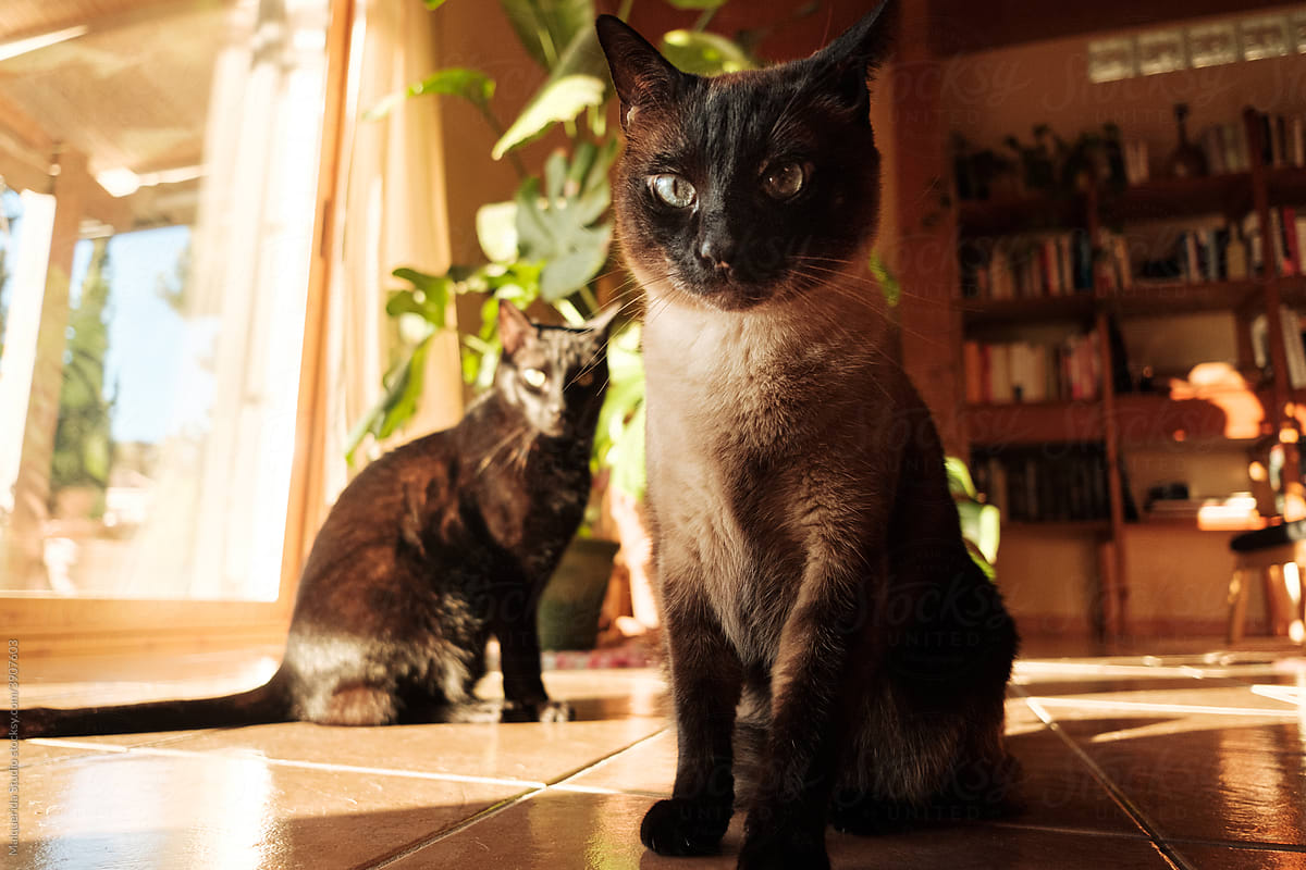 Cats at home looking at camera under sunlight
