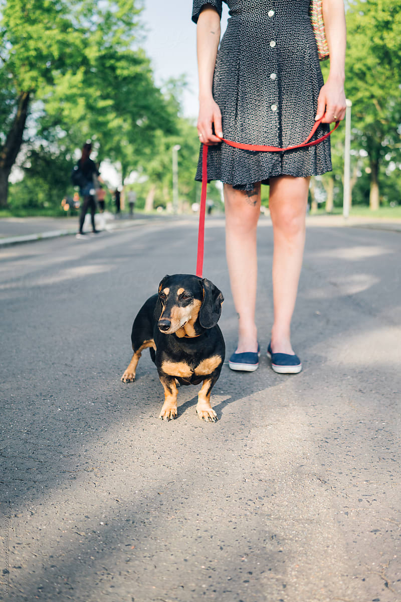 Black dachshund in a walk with unrecognisable woman