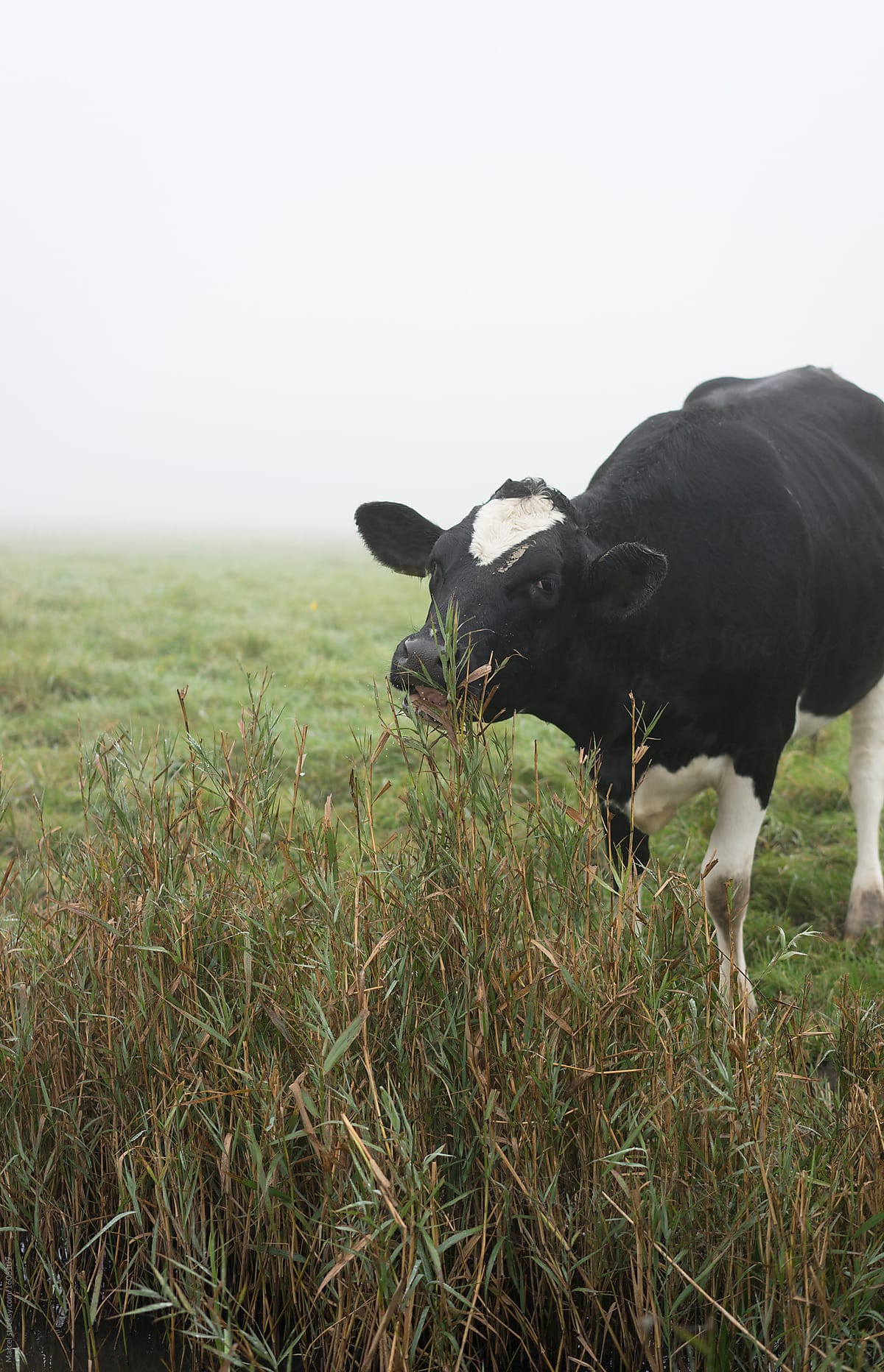 Cow eating reeds in a field on a misty morning