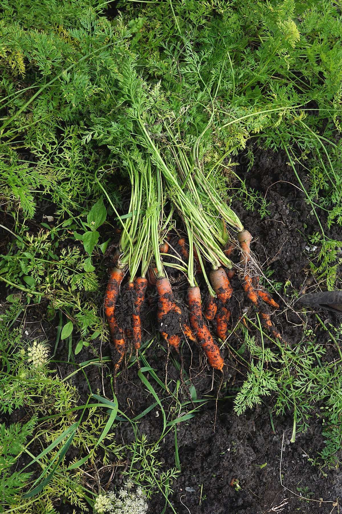 Carrots just harvested in a vegetable garden